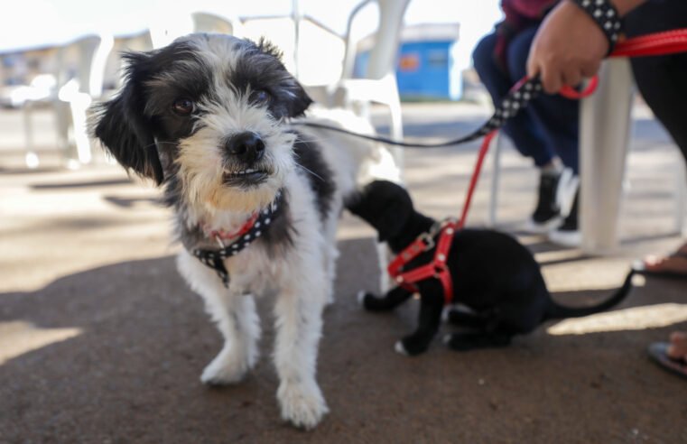 GDF amplia castração gratuita para cães e gatos no DF