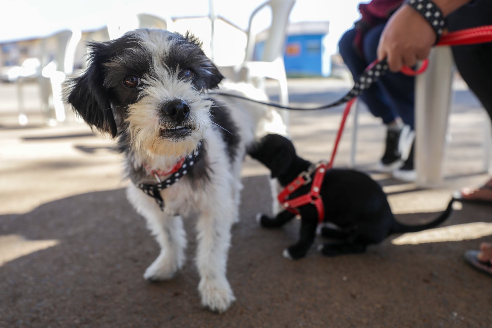 GDF amplia castração gratuita para cães e gatos no DF