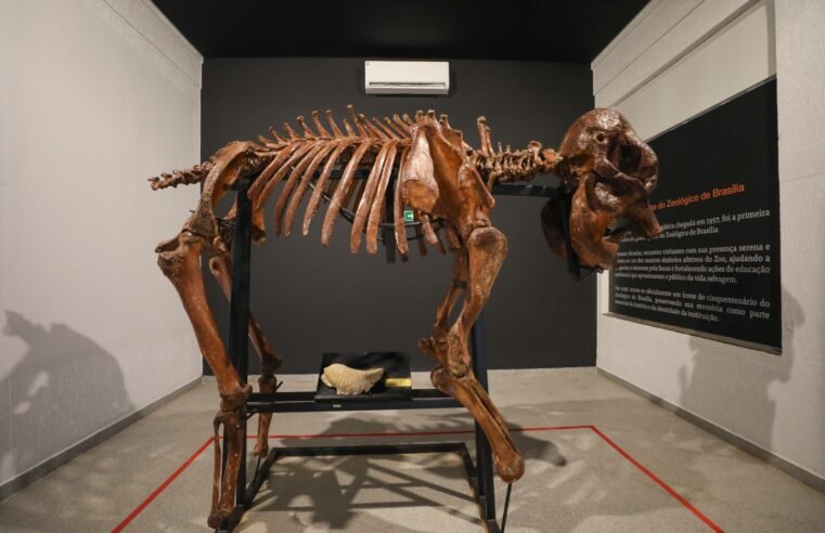 Museu do Zoo de Brasília reabre com novo roteiro e acessibilidade