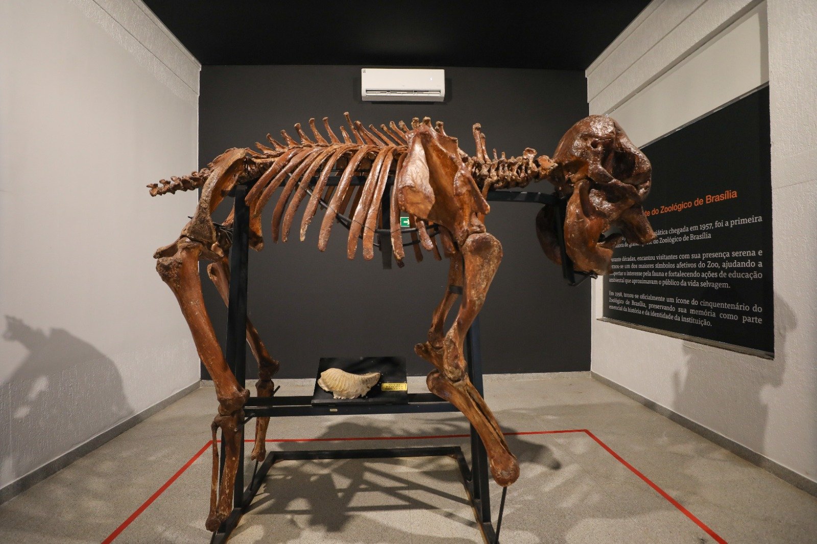 Museu do Zoo de Brasília reabre com novo roteiro e acessibilidade