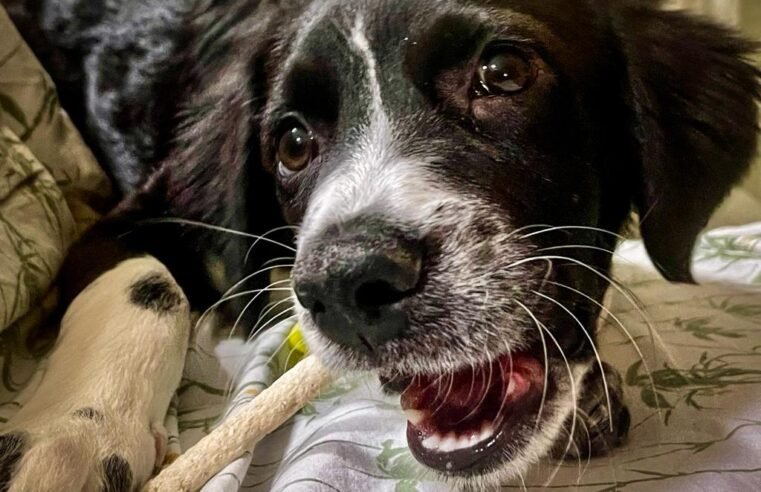 TJDFT mantém condenação de fabricante por morte de cão intoxicado por petisco