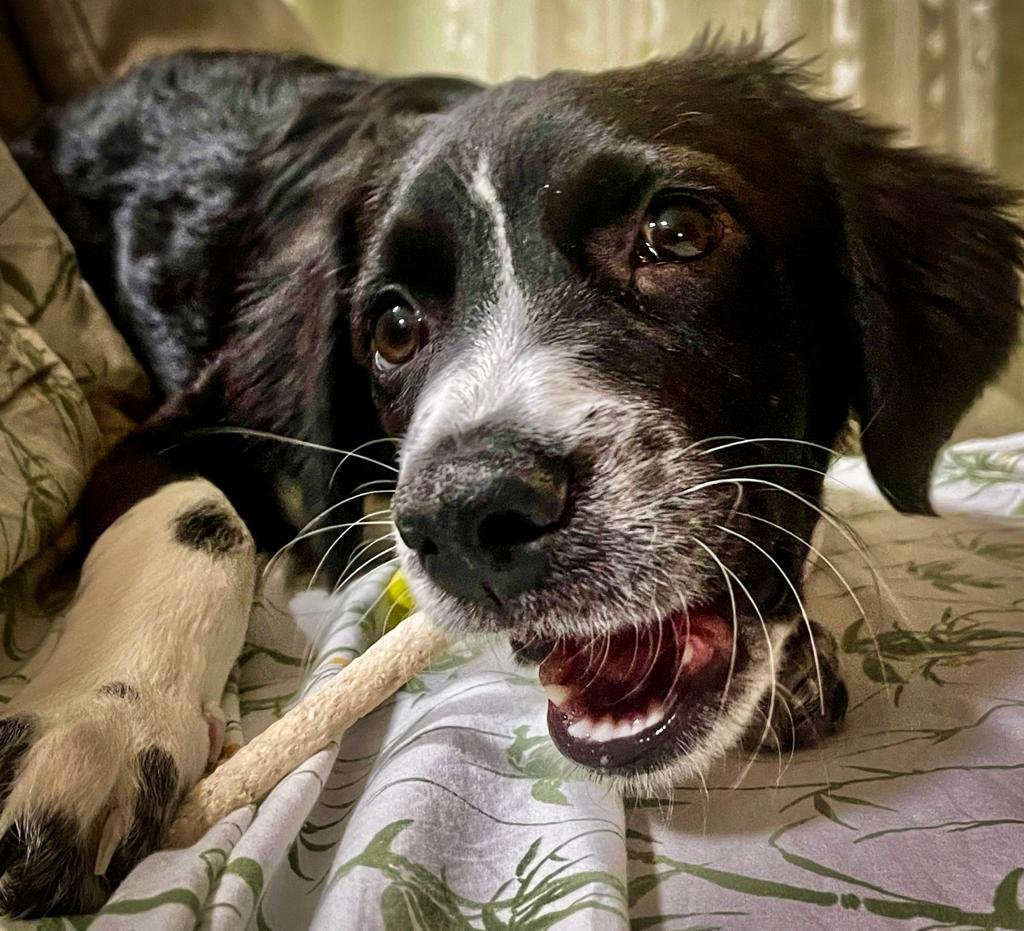 TJDFT mantém condenação de fabricante por morte de cão intoxicado por petisco