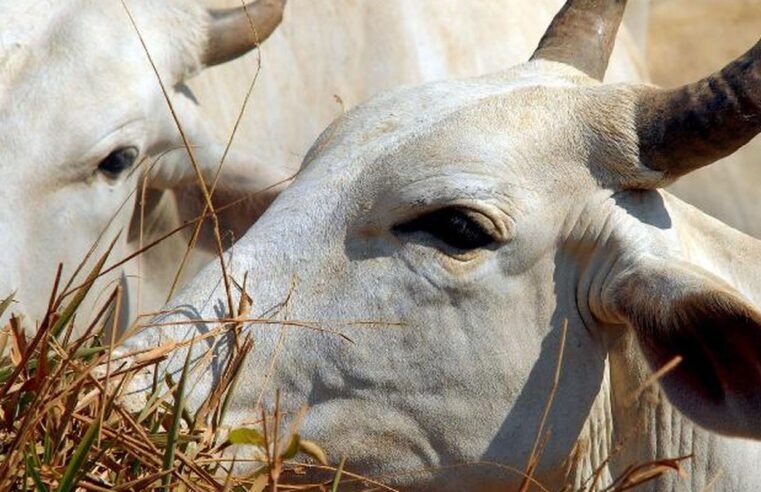 União Europeia veta compra de carne brasileira a partir de setembro