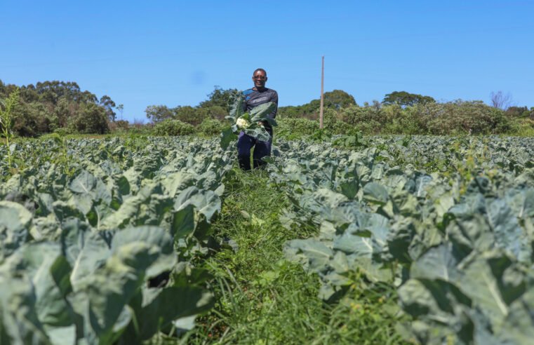 Agropecuária do DF mantém patamar histórico e chega a R$ 5,8 bi