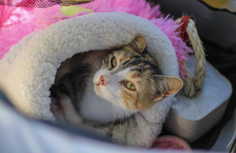 Aplicativo reúne cães e gatos resgatados à espera de um novo lar