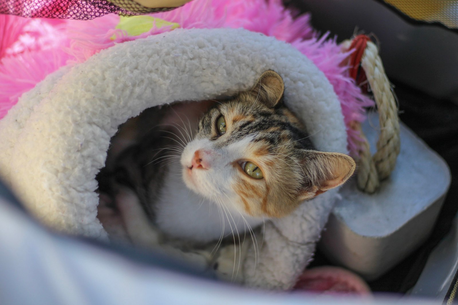 Aplicativo reúne cães e gatos resgatados à espera de um novo lar