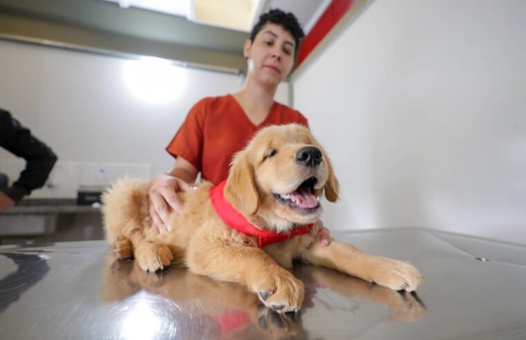 Cbmdf amplia formação de cães-guia no Distrito Federal