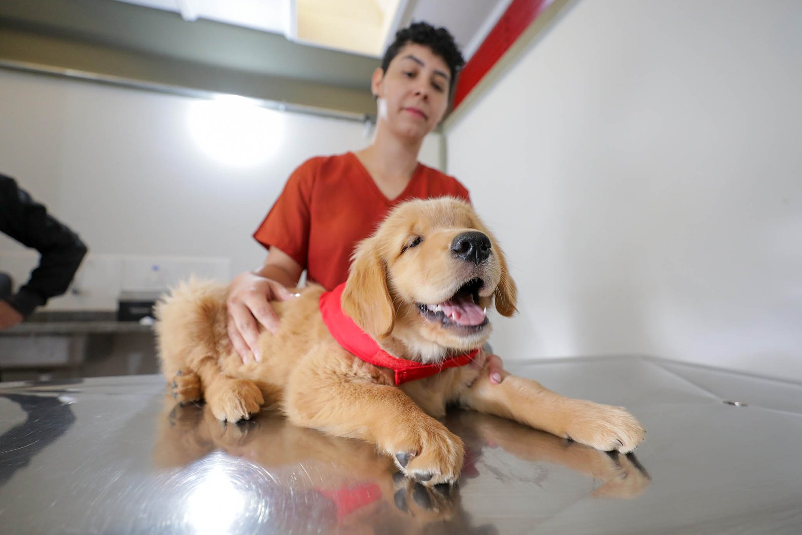 Cbmdf amplia formação de cães-guia no Distrito Federal