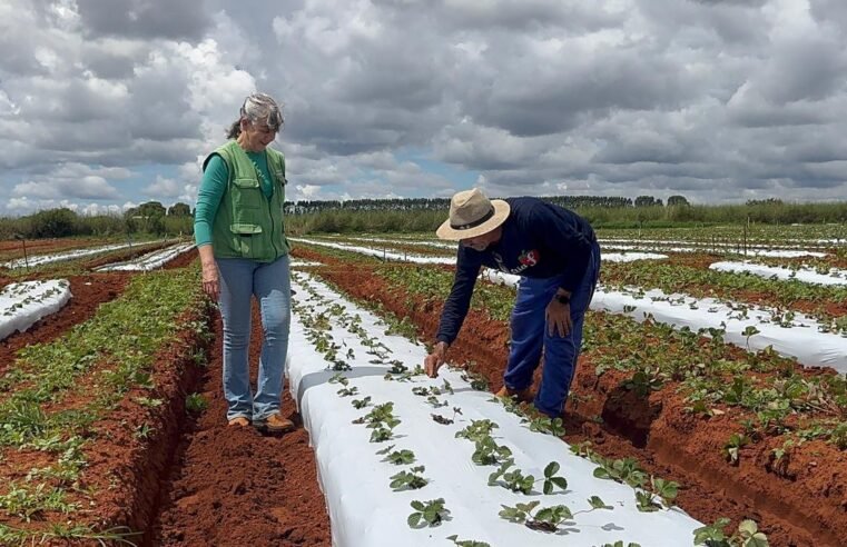 Família de Brazlândia se consolida na produção de morango