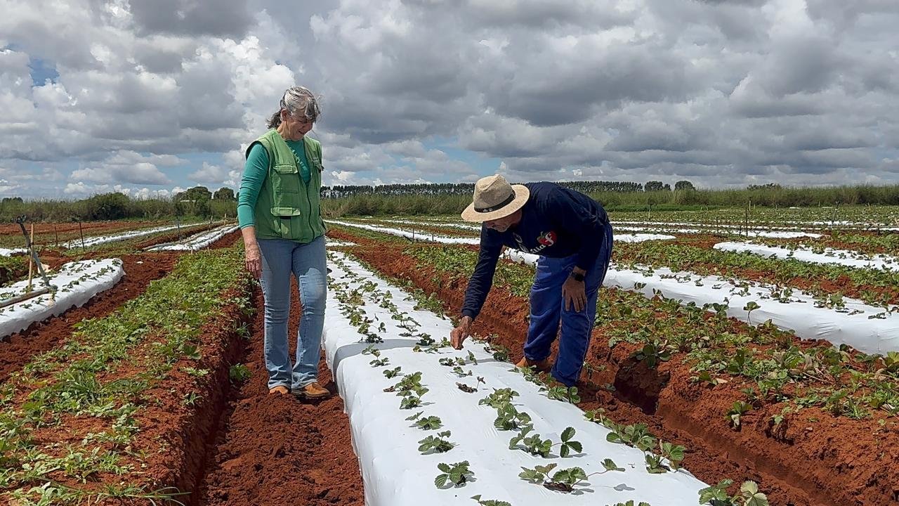 Família de Brazlândia se consolida na produção de morango