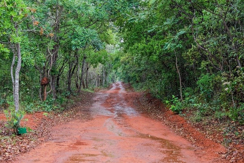GDF investe R$ 16,8 milhões em ações ambientais em junho