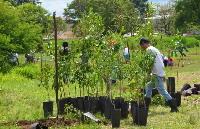 GDF vai investir R$ 3,7 milhões na recuperação do Cerrado