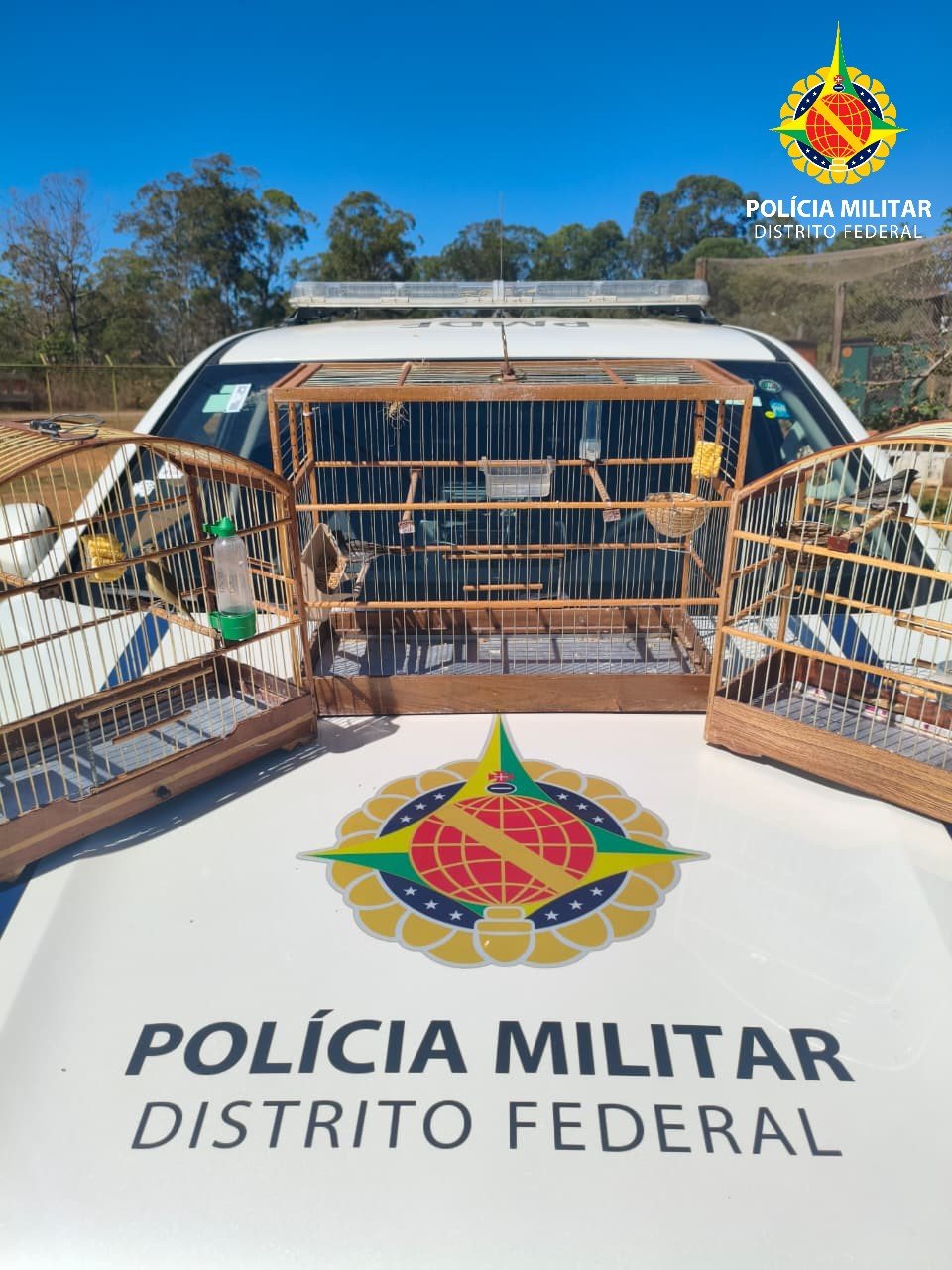 Homem é autuado por manter aves silvestres sem autorização em Santa Maria