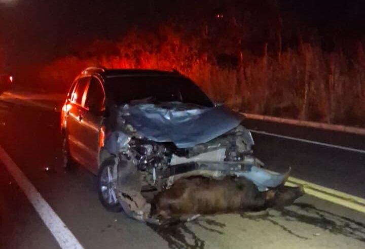 Motorista escapa sem ferimentos após carro atingir animais em São Sebastião