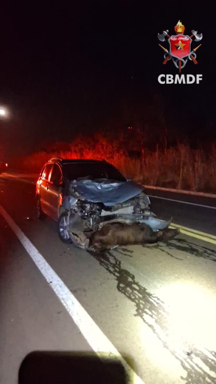 Motorista escapa sem ferimentos após carro atingir animais em São Sebastião