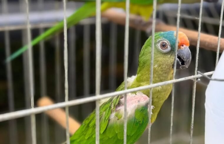 PMDF autua quatro pessoas e apreende 12 aves silvestres em operação no Paranoá