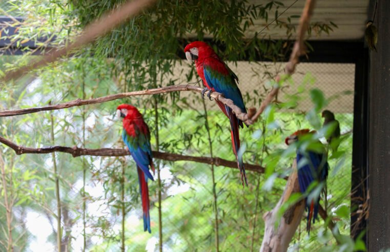 Zoológico de Brasília fecha aviário para proteger araras em reprodução