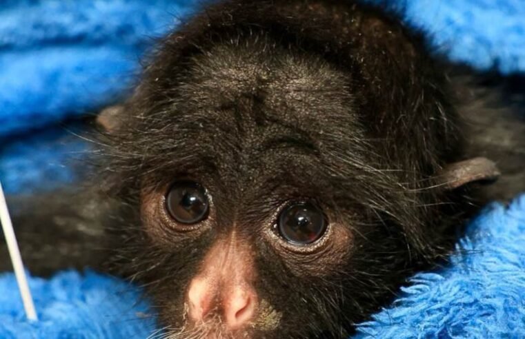 Zoológico de Brasília reforça cuidados com animais durante o frio
