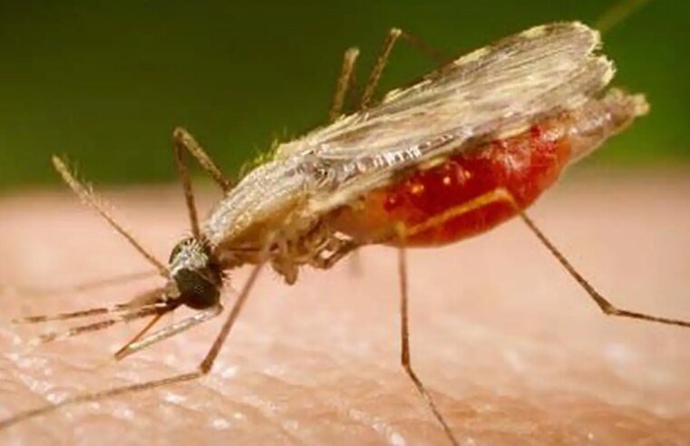 Cientistas da Fiocruz podem produzir vacina completa contra a malária