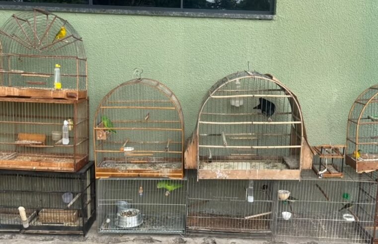 Cinco pessoas são autuadas por manter aves silvestres em cativeiro
