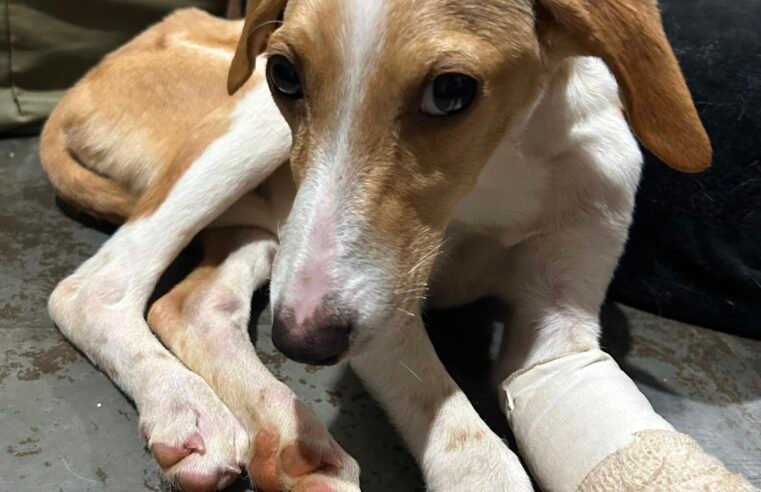 Coletivo de escolas de dança do DF pedem ajuda para custear cirurgia de cachorra resgatada