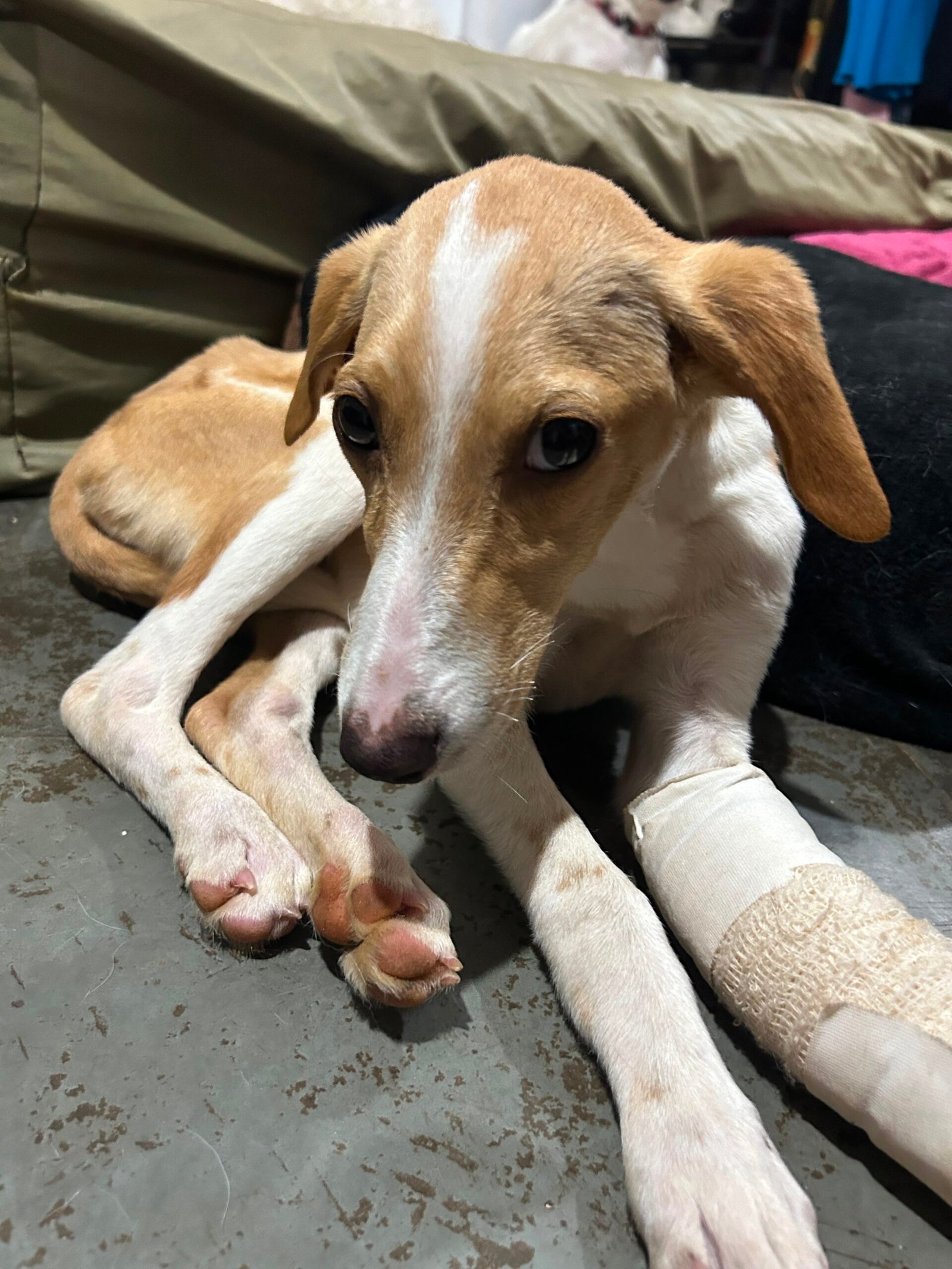 Coletivo de escolas de dança do DF pedem ajuda para custear cirurgia de cachorra resgatada