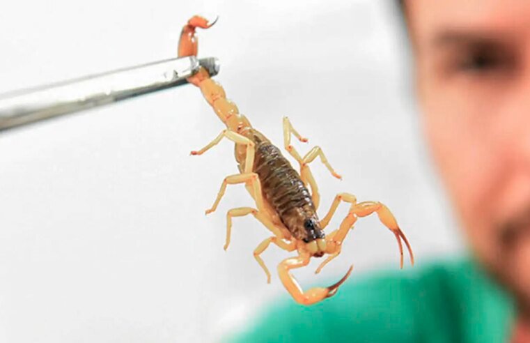 Crianças são mais vulneráveis a envenenamento por picada de escorpião
