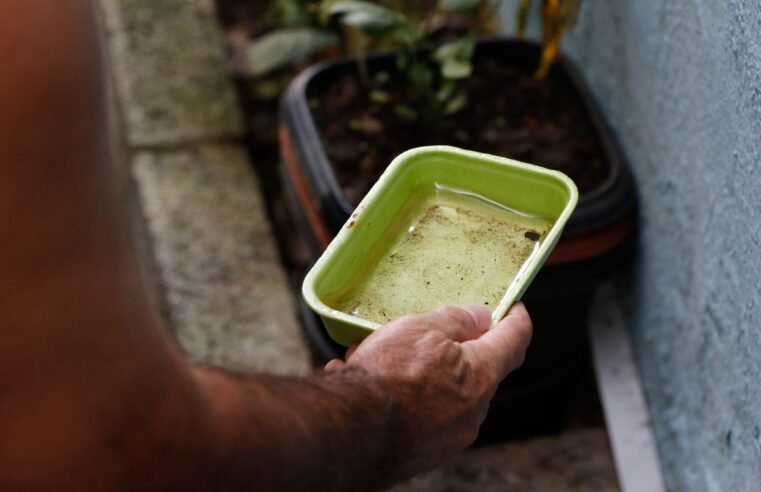 El Niño pode aumentar casos de chikungunya e dengue no Brasil
