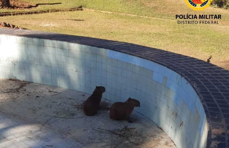 Filhotes de capivara são resgatados de piscina no Lago Norte