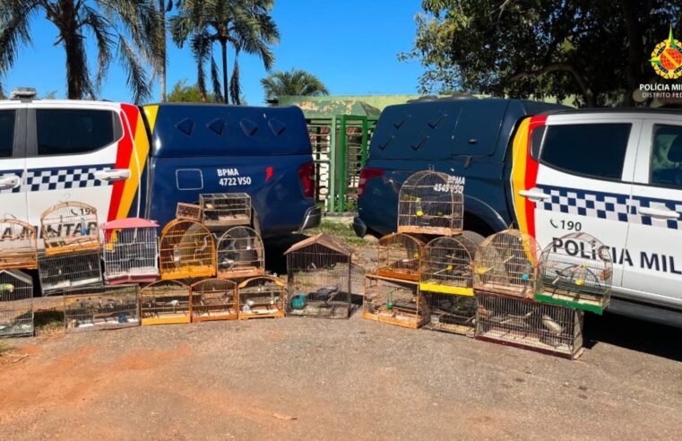 Fiscalização ambiental resulta na apreensão de aves e gaiolas no Gama