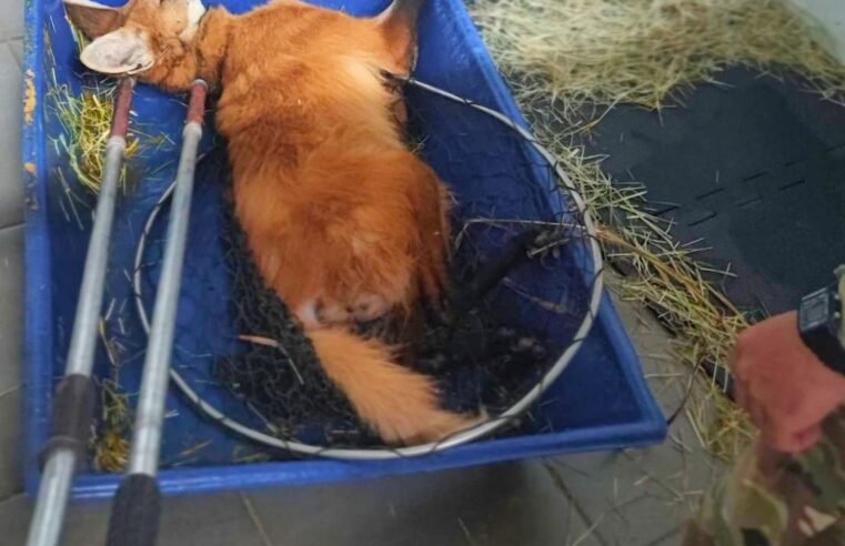 Lobo-guará atropelado é resgatado pela PMDF na DF-130, em Planaltina