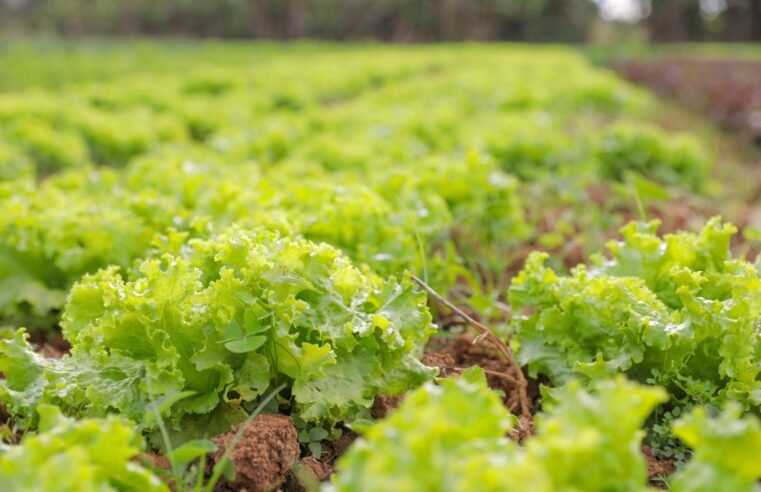 Papa-DF abre chamada para alimentos do Zoológico de Brasília