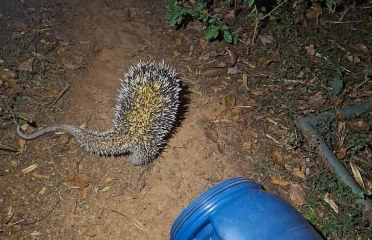 Porco-espinho é resgatado após invadir escola no Gama e retorna à natureza