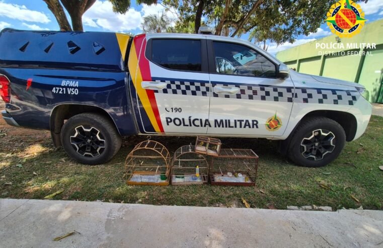 Fiscalização encontra aves silvestres em cativeiro no Cruzeiro e na Granja do Torto