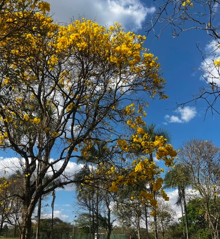 Ipês-amarelos tomam conta do DF e anunciam a chegada da seca