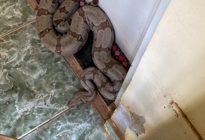 Jiboia é resgatada em frente a construtora em São Sebastião