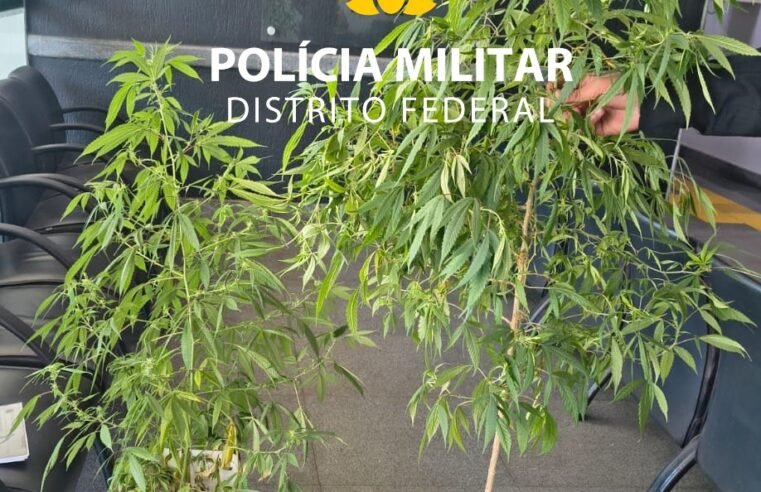 Mulher é levada à delegacia após PM encontrar plantação de maconha em residência de Ceilândia