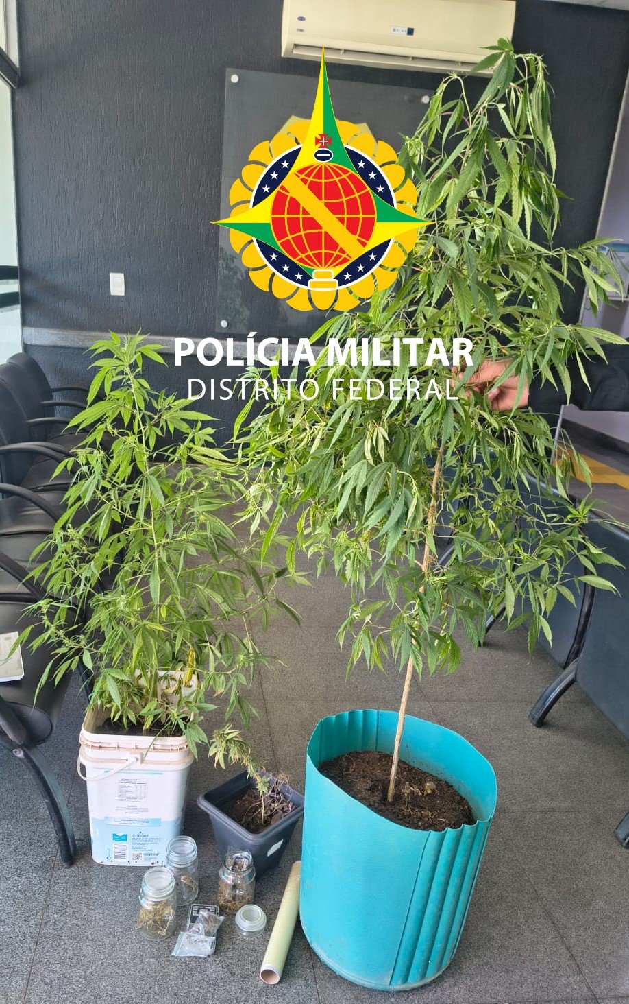 Mulher é levada à delegacia após PM encontrar plantação de maconha em residência de Ceilândia