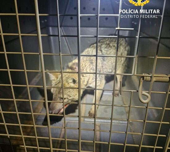 Cachorro-do-mato ferido é resgatado em chácara no Park Way