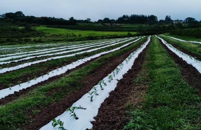 Campo do DF ganha produtividade e movimenta R$ 1,88 bilhão em 2025