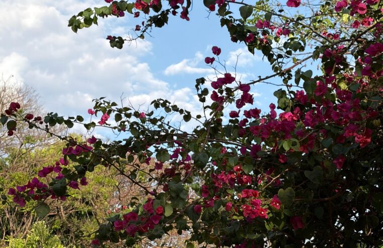 Chegada da Primavera no Distrito Federal é marcada por calor, retorno das chuvas e alertas de tempestades