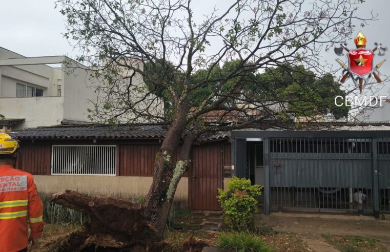 Chuva derruba árvore e bloqueia entrada de residência na Asa Sul