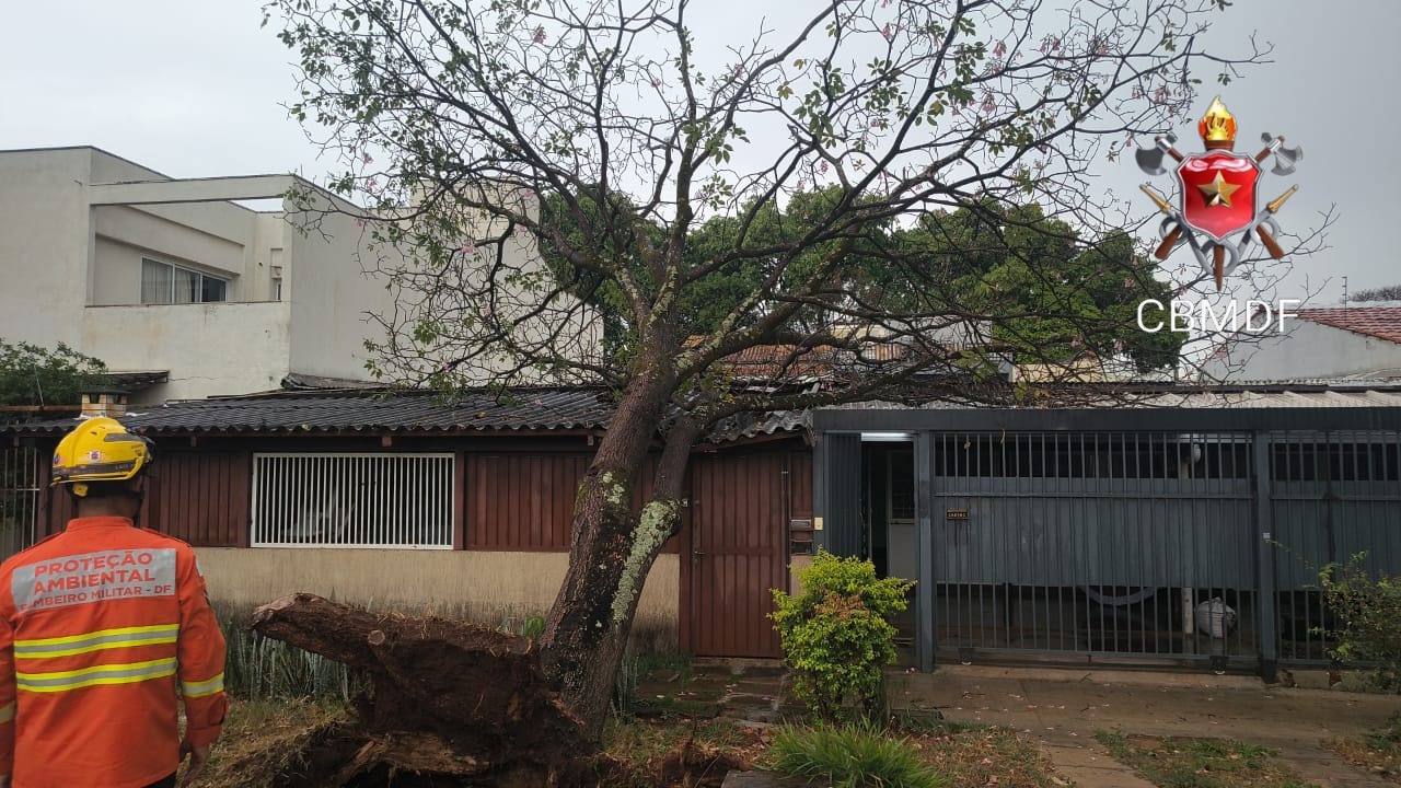 Chuva derruba árvore e bloqueia entrada de residência na Asa Sul
