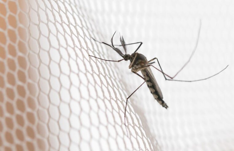 Cidades do noroeste de SP têm maior incidência de casos de dengue