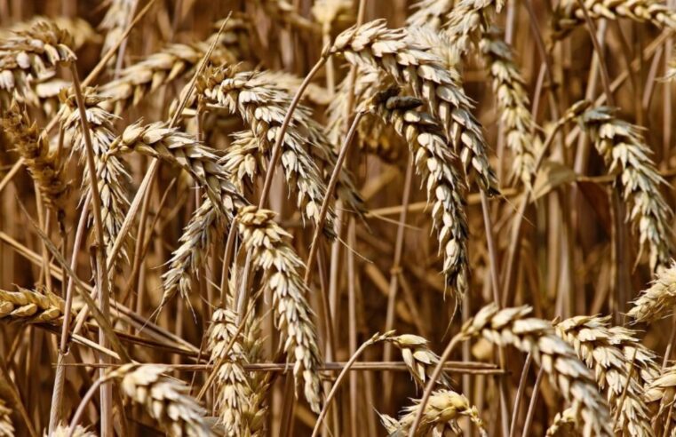 Compradores globais de trigo se preparam para custos mais altos