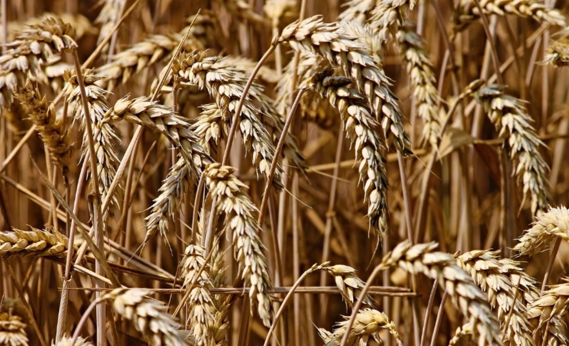 Compradores globais de trigo se preparam para custos mais altos