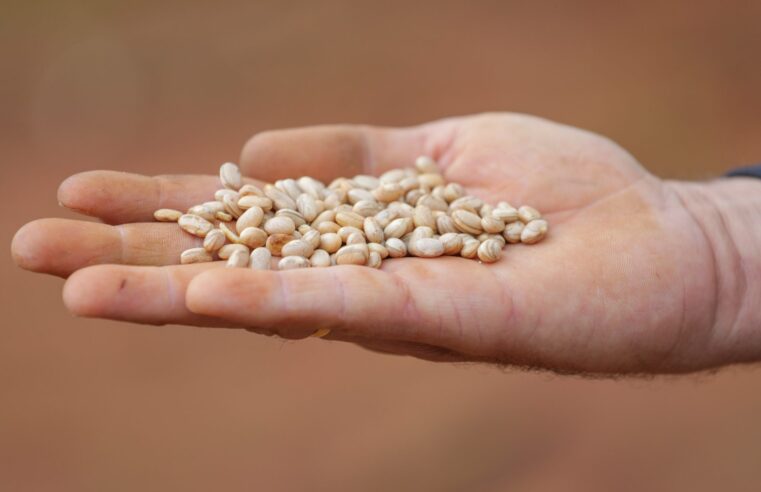 DF se destaca na produção de feijão, sorgo, goiaba e abacate entre municípios do país