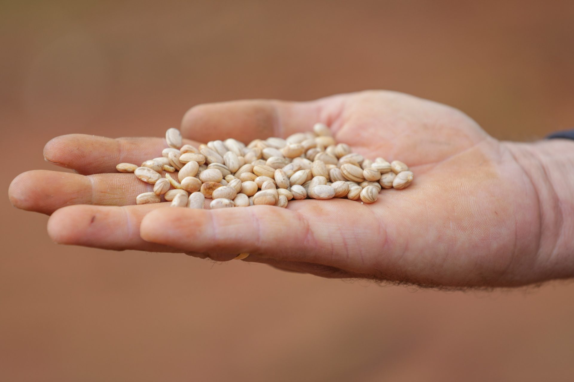 DF se destaca na produção de feijão, sorgo, goiaba e abacate entre municípios do país