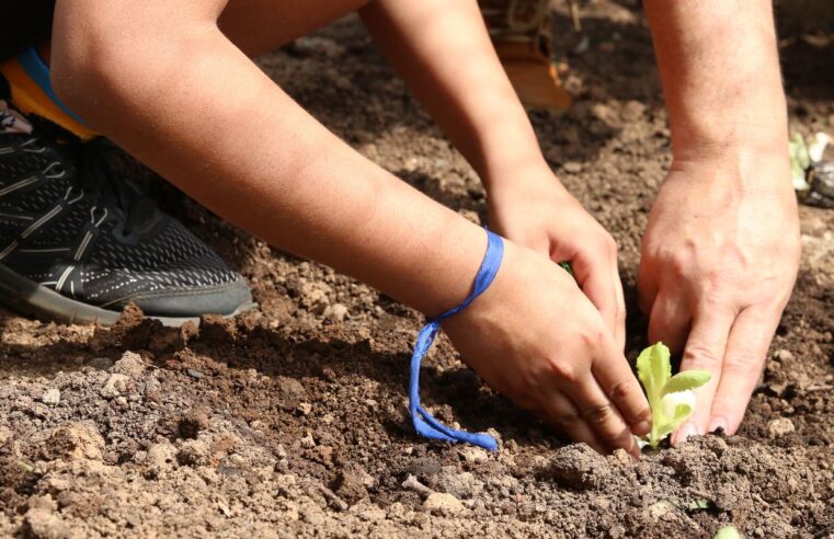 Entidades pedem apoio de candidatos em defesa da agroecologia