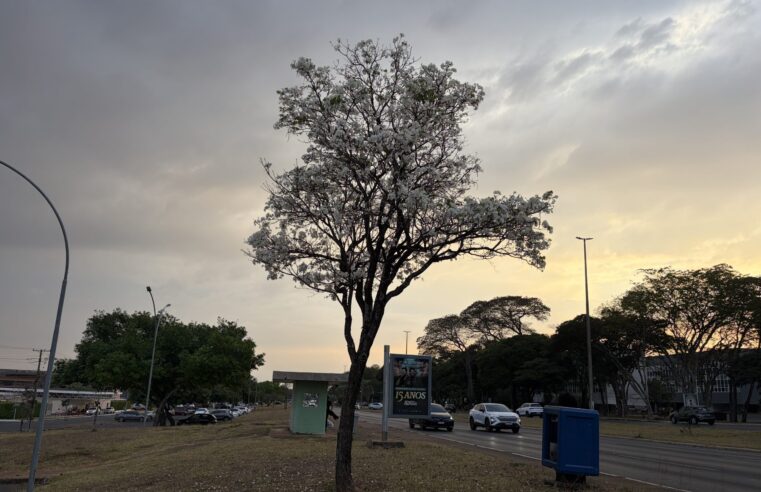Ipê-branco começa florada e sinaliza fim da temporada em Brasília